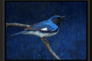 Mike Caplan "Black Throated Blue Warbler" Photography 20x30