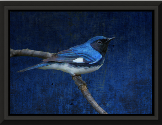 "Black Throated Blue Warbler" <br> Photography