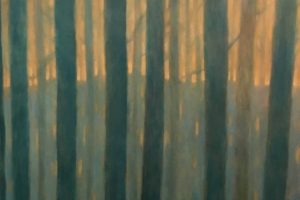 Margaret Lockwood-Evening Woods-oil on canvas 42x44x1 1/2