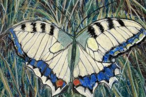 Bonnie Hartmann-Resting Butterfly-Pastel-10x10