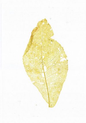 CaryaCordiformis-Collins